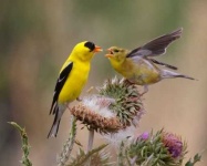 image of finch