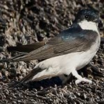 image of bird