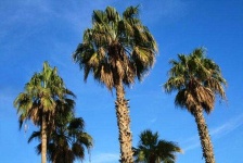 image of palm_tree #6