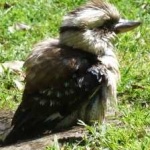 image of bird