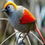 image of bird