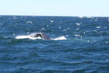 image of animal