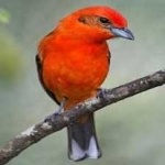 image of bird