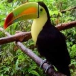 image of bird