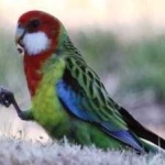 image of bird
