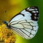 image of animal