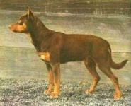 image of kelpie