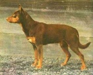 image of kelpie #13