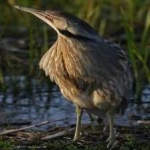 image of bird
