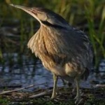 image of american_bittern #34