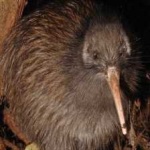 image of bird_kiwi #94