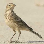 image of american_pipit #11