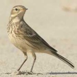 image of bird
