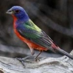 image of bird