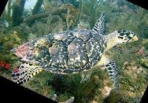 image of hawksbill