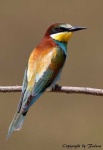 image of bee_eater #8