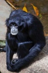 image of siamang