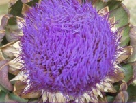 image of flower