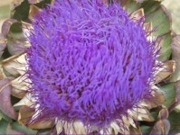 image of artichoke_flower #59