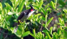 image of bulbul