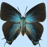 image of animal