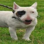 image of animal