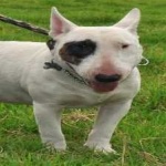 image of bull_terrier #13