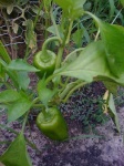 image of bell_pepper #5