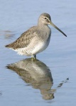 image of dowitcher
