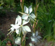 image of flower
