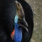 image of bird