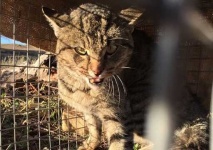 image of feral_cats