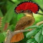 image of bird