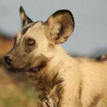 image of african_wild_dog #11