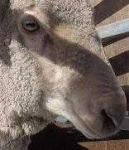 image of animal