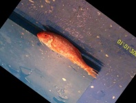 image of red_mullet #25