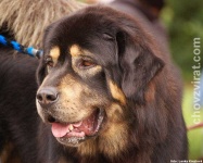 image of tibetan_mastiff #3