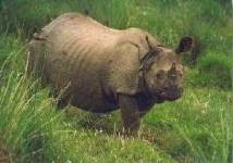image of rhino
