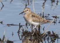 image of sandpiper #54