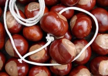 image of buckeye