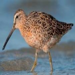 image of bird