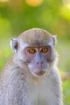 image of monkey #14