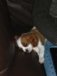 image of blenheim_spaniel