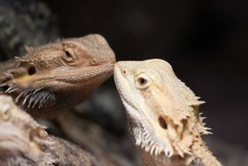 image of animal