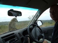 image of baboon