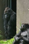 image of gorilla