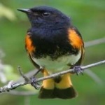image of bird