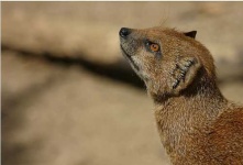 image of mongoose #5