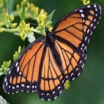image of animal