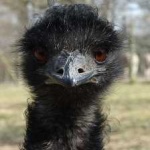 image of emu #26